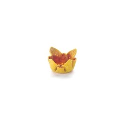 Tulipa zanahoria