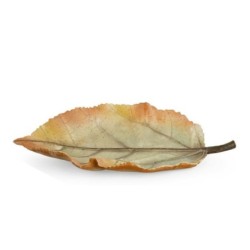 Hoja de Haya