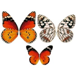 Mariposas reinas